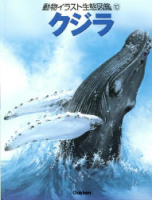 動物イラスト生態図鑑『クジラ』