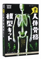 科学と学習ＰＲＥＳＥＮＴＳ『光る　人体骨格模型キット』