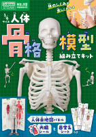 科学と学習ＰＲＥＳＥＮＴＳ『１／６サイズ人体骨格模型組み立てキット』