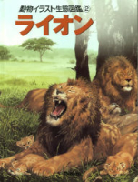動物イラスト生態図鑑『ライオン』