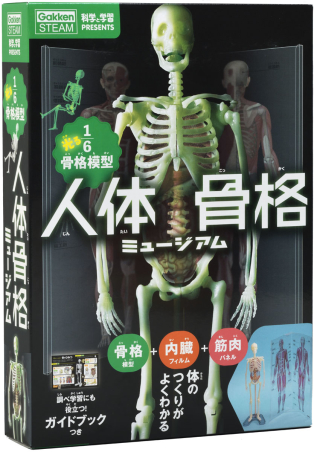 科学と学習ｐｒｅｓｅｎｔｓ 人体骨格ミュージアム 光る１ ６骨格模型 学研出版サイト
