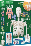 科学と学習ＰＲＥＳＥＮＴＳ『１／６サイズ人体骨格模型組み立てキット』