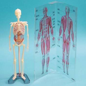 科学と学習ｐｒｅｓｅｎｔｓ 人体骨格ミュージアム 光る１ ６骨格模型 学研出版サイト