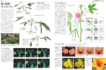 大自然のふしぎ 増補改訂 植物の生態図鑑 学研出版サイト